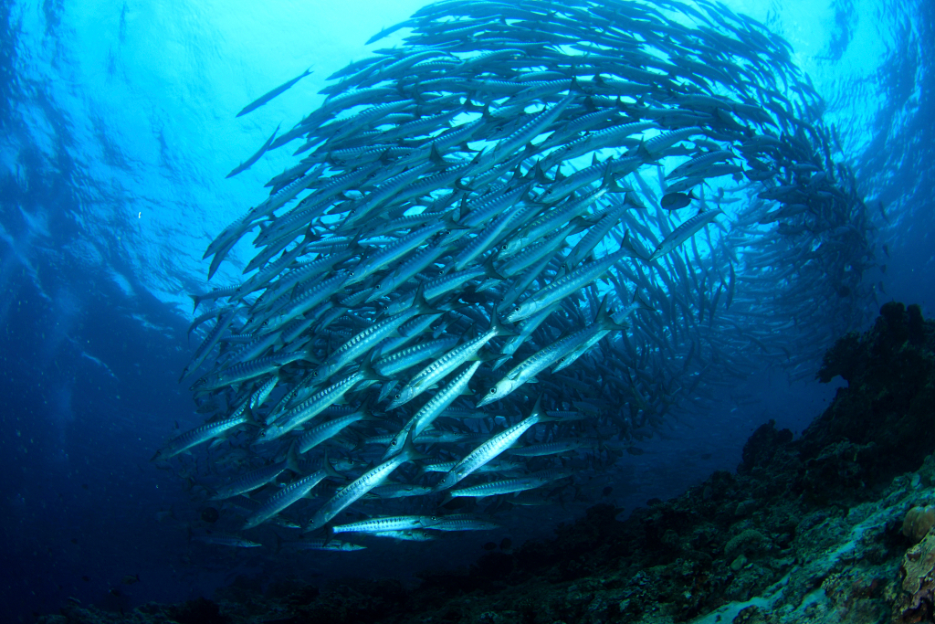 fish shoal 1