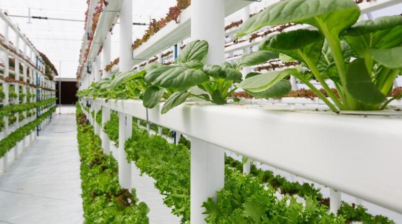 Australian university focuses on future food systems