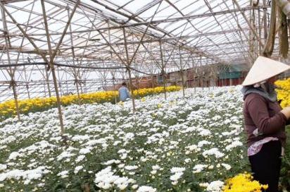 BASF light stabiliser used to produce more durable greenhouse films in Vietnam