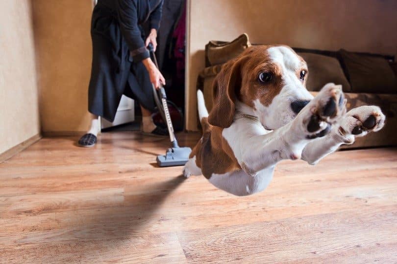 How To Banish Pet Hair In Your Home Using A Robotic Vacuum