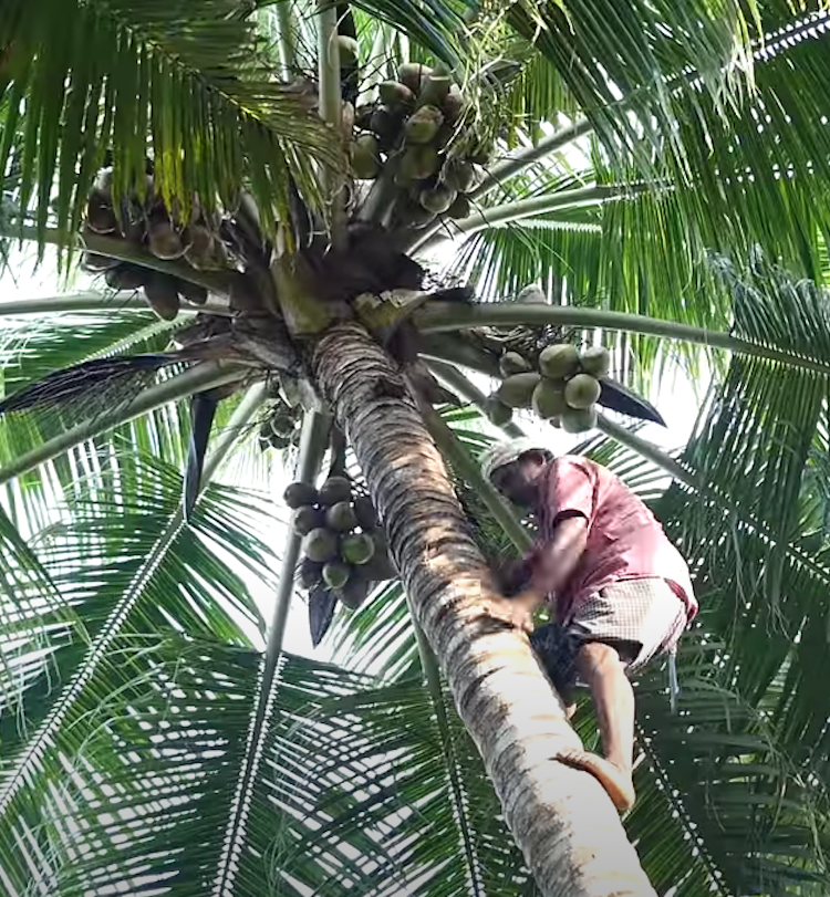 Scientists Build Robot To Climb Coconut Trees
