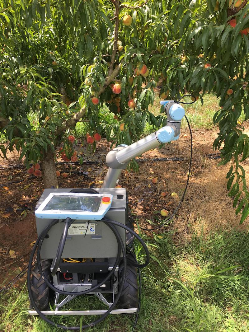 Georgia Tech develops robot designed for thinning and pruning peach trees