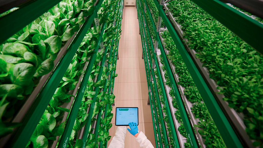 Future of Agriculture: What Does Automated Vertical Farming Look Like?