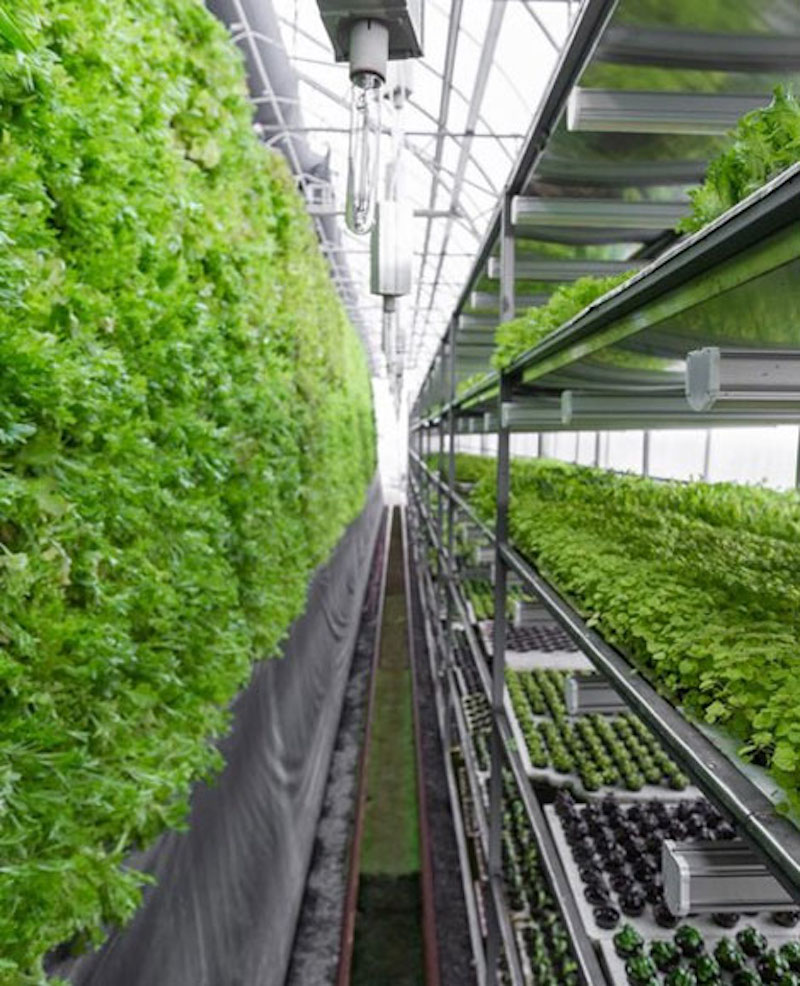 Your gateway to explore vertical farming industry in the Gulf – GVF 2023 will go live this September in Dubai